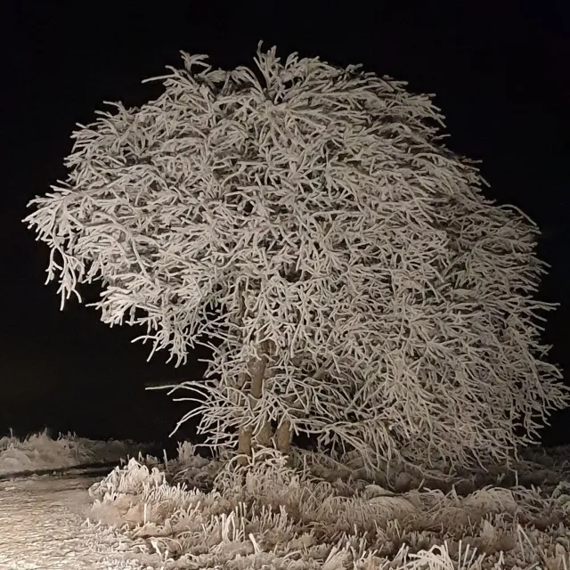 Oszronione drzewo nocą w zimowym krajobrazie